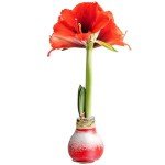 Costa Farms Amaryllis Bulb - Red Flower Blooming Plant