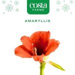 Costa Farms Amaryllis Bulb - Red Flower Blooming Plant