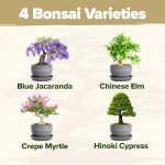 Bonsai Tree Kit: Grow 4 Easy Species