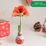 Costa Farms Amaryllis Bulb - Red Flower Blooming Plant