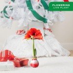 Costa Farms Amaryllis Bulb - Red Flower Blooming Plant