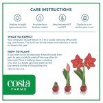 Costa Farms Amaryllis Bulb - Red Flower Blooming Plant
