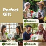 Bonsai Tree Kit: Grow 4 Easy Species