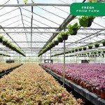 Costa Farms Amaryllis Bulb - Red Flower Blooming Plant