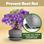 Bonsai Tree Kit: Grow 4 Easy Species