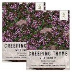 40,000 Wild Creeping Thyme Seeds - Heirloom Groundcover