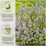 40,000 Wild Creeping Thyme Seeds - Heirloom Groundcover