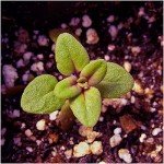 40,000 Wild Creeping Thyme Seeds - Heirloom Groundcover