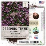 40,000 Wild Creeping Thyme Seeds - Heirloom Groundcover