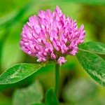 Eretz Tri-Clover Blend - 5lb Premium Seeds