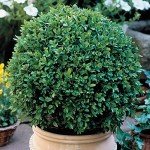 Green Velvet Boxwood Shrubs - 2 Live Plants