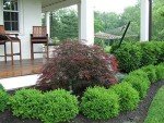 Green Velvet Boxwood Shrubs - 2 Live Plants