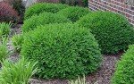 Green Velvet Boxwood Shrubs - 2 Live Plants