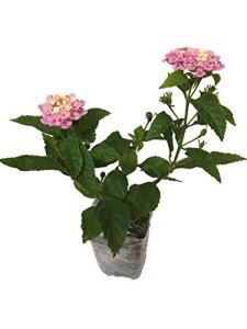 Lantana Camara Live Plants - Attract Hummingbirds & Butterflies