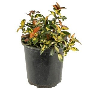 Live Summer Sunset Jasmine Plant in 6" Pot