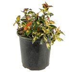 Live Summer Sunset Jasmine Plant in 6" Pot