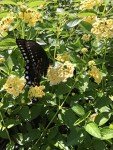 Lantana Camara Live Plants - Attract Hummingbirds & Butterflies