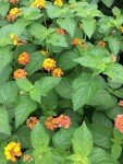 Lantana Camara Live Plants - Attract Hummingbirds & Butterflies