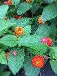 Lantana Camara Live Plants - Attract Hummingbirds & Butterflies