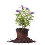 Nanho Butterfly Shrub - 1 Gallon Live Plant