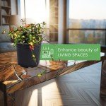 Live Summer Sunset Jasmine Plant in 6" Pot