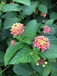 Lantana Camara Live Plants - Attract Hummingbirds & Butterflies