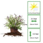 Nanho Butterfly Shrub - 1 Gallon Live Plant