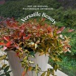 Live Summer Sunset Jasmine Plant in 6" Pot