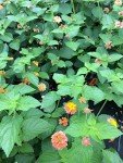 Lantana Camara Live Plants - Attract Hummingbirds & Butterflies