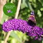 Nanho Butterfly Shrub - 1 Gallon Live Plant