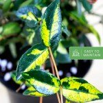 Live Summer Sunset Jasmine Plant in 6" Pot