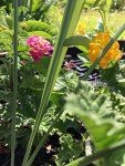 Lantana Camara Live Plants - Attract Hummingbirds & Butterflies