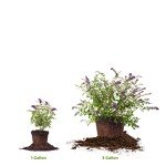 Nanho Butterfly Shrub - 1 Gallon Live Plant