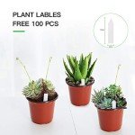 100-Pack 6-Inch Plastic Nursery Pots with Labels