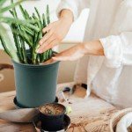 12-Count 6-Inch Green Nursery Pots with Drainage