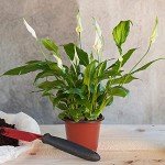 100-Pack 6-Inch Plastic Nursery Pots with Labels