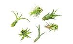 Air Plant Variety Set - 6 Live Indoor Plants