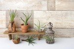 Air Plant Variety Set - 6 Live Indoor Plants