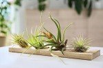 Air Plant Variety Set - 6 Live Indoor Plants