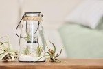 Air Plant Variety Set - 6 Live Indoor Plants