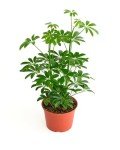 Heptapleurum Arboricola Dwarf Umbrella Tree Plant