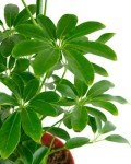 Heptapleurum Arboricola Dwarf Umbrella Tree Plant