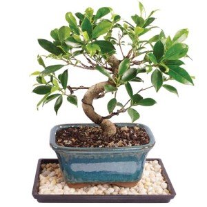 Golden Gate Ficus Indoor Bonsai Tree in Pot