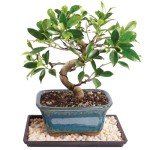 Golden Gate Ficus Indoor Bonsai Tree in Pot