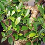 Golden Gate Ficus Indoor Bonsai Tree in Pot