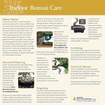 Golden Gate Ficus Indoor Bonsai Tree in Pot