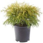 Gold Mop Cypress Shrub – 2.5 Qt Size