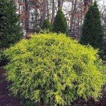 Gold Mop Cypress Shrub – 2.5 Qt Size