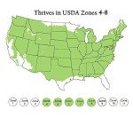 Gold Mop Cypress Shrub – 2.5 Qt Size