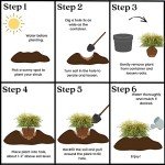 Gold Mop Cypress Shrub – 2.5 Qt Size